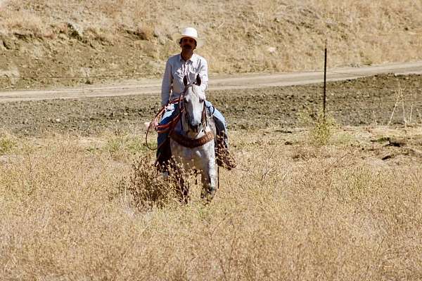 ranch-versatility-quarter-horse