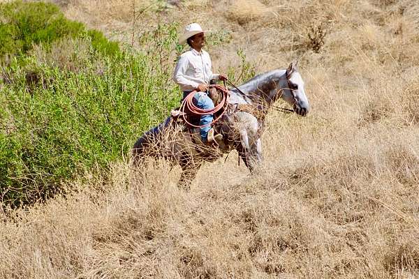 ridden-western-quarter-horse
