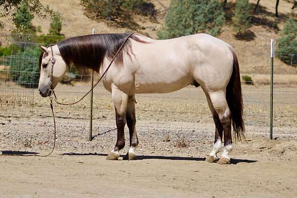 all-around-quarter-horse