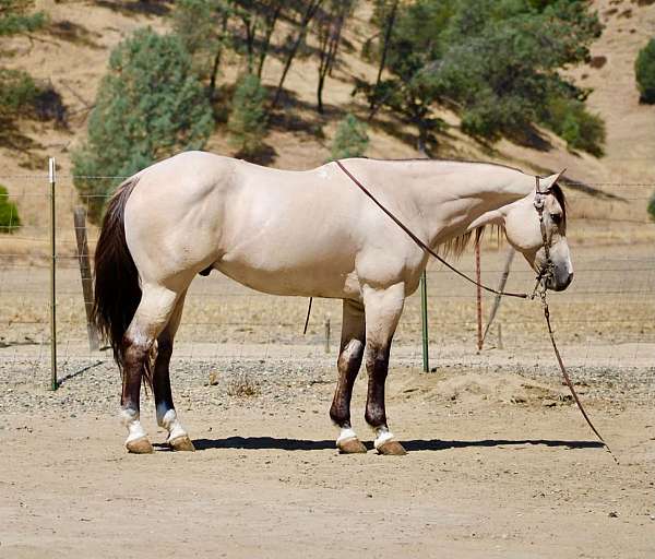 athletic-quarter-horse