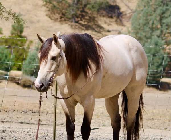 beginner-quarter-horse