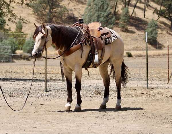 calf-roping-quarter-horse