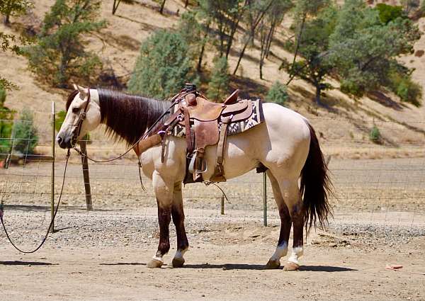 endurance-quarter-horse
