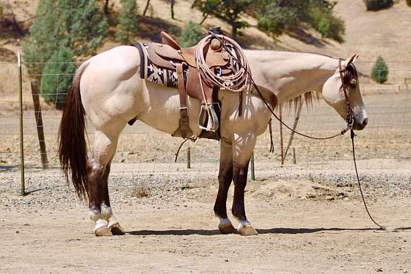 experienced-quarter-horse