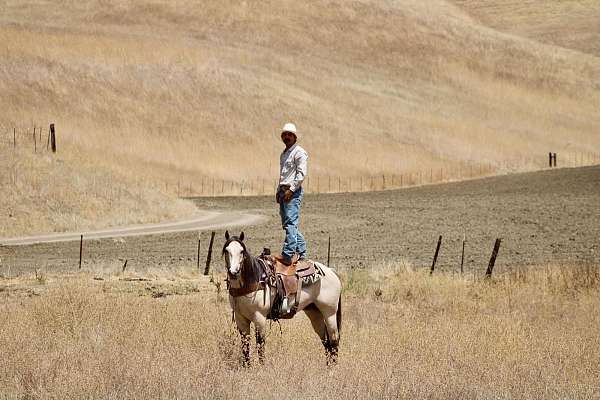 flashy-quarter-horse