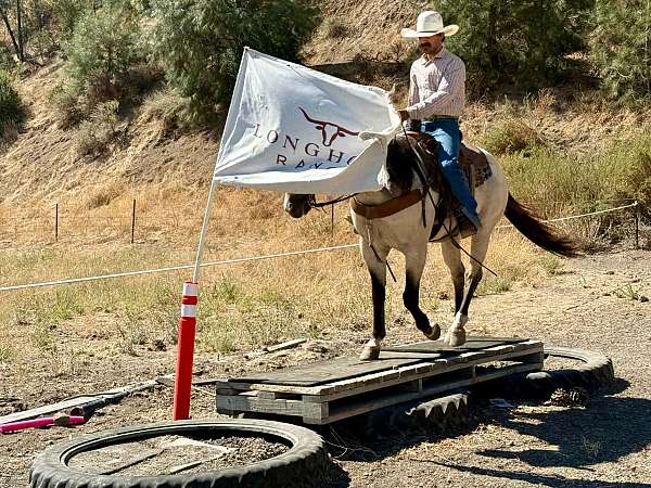 kid-safe-quarter-horse