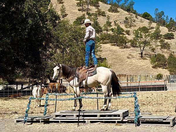 parade-quarter-horse