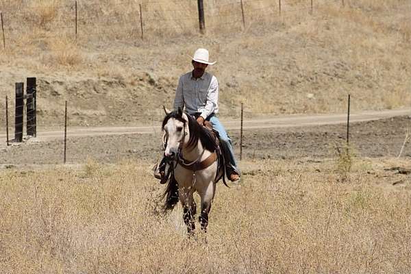 performance-quarter-horse