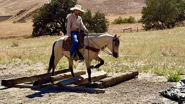 playday-quarter-horse