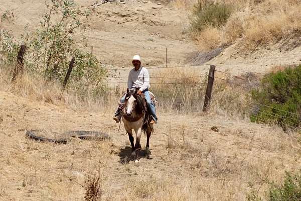 ranch-quarter-horse
