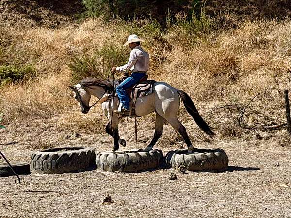 ranch-versatility-quarter-horse