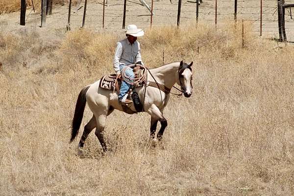 ridden-western-quarter-horse