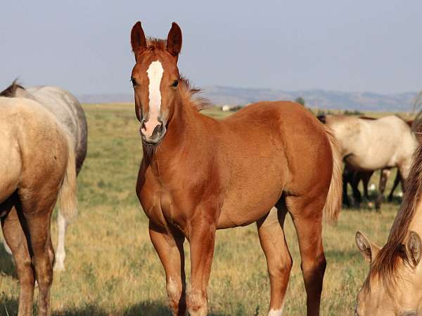 sorrel-halter-performance-horse