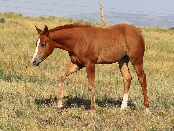 quarter-horse-filly