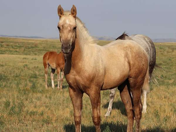 aqha-palomino-colt-stallion