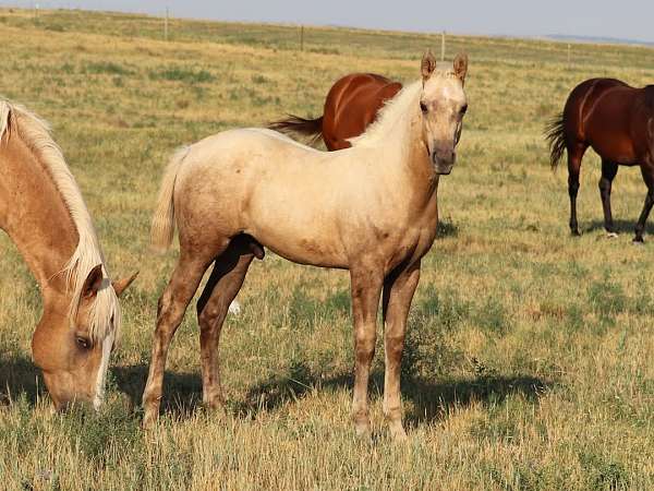 quarter-horse-for-sale