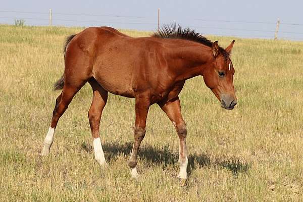 quarter-horse-colt