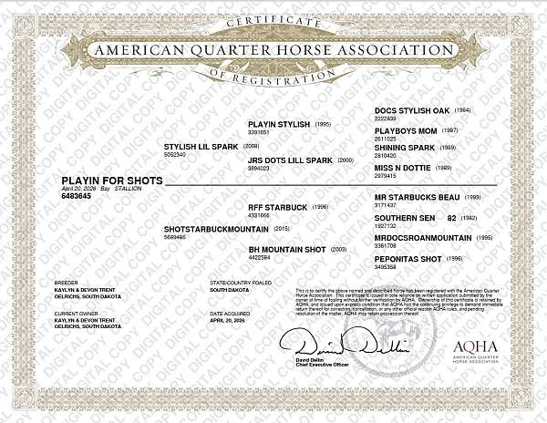 quarter-horse-for-sale