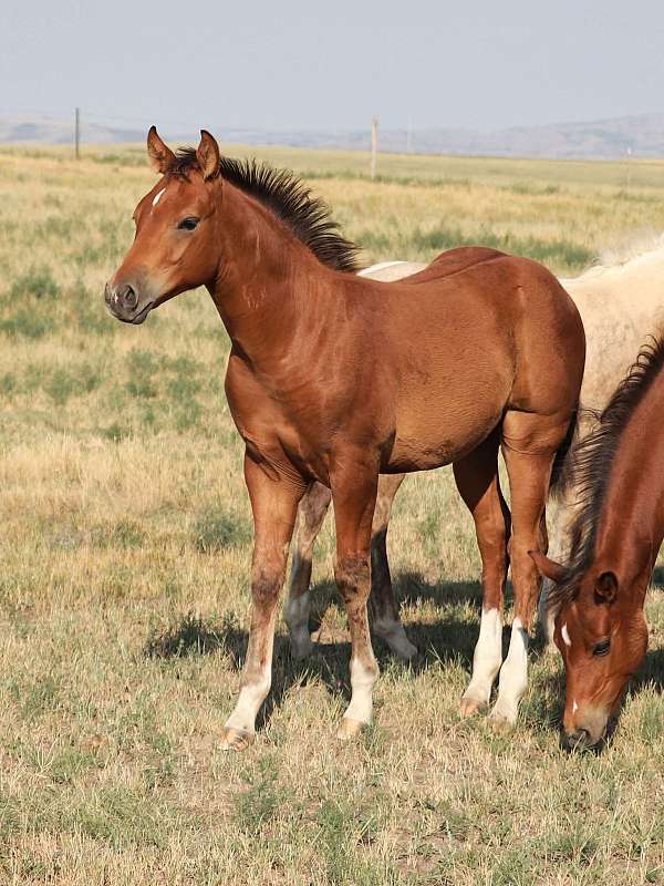 quarter-horse