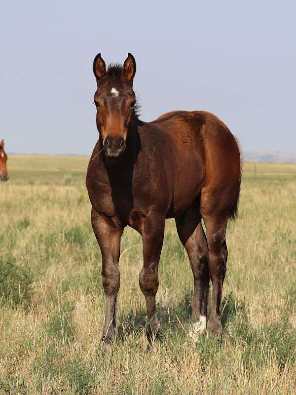 quarter-horse-colt