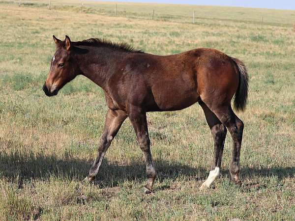 quarter-horse