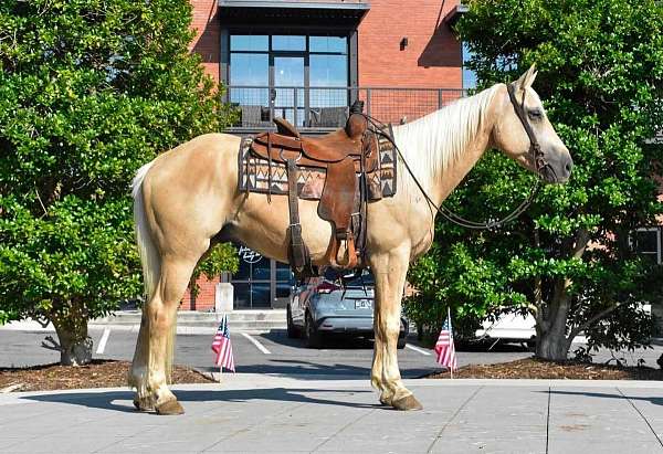 all-around-quarter-horse