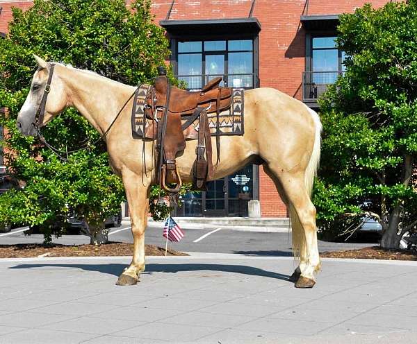 athletic-quarter-horse