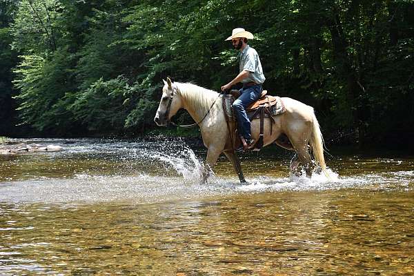 endurance-quarter-horse