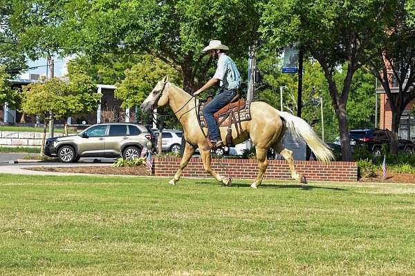 experienced-quarter-horse
