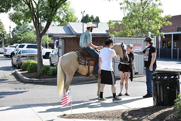 foundation-quarter-horse