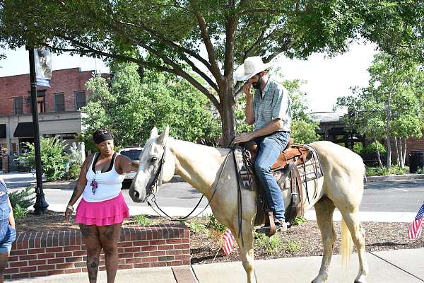 performance-quarter-horse