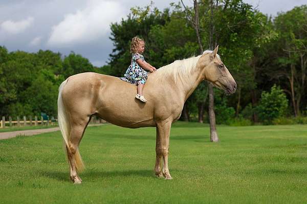 all-around-missouri-fox-trotter-horse