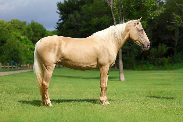 athletic-missouri-fox-trotter-horse