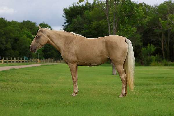 beginner-missouri-fox-trotter-horse