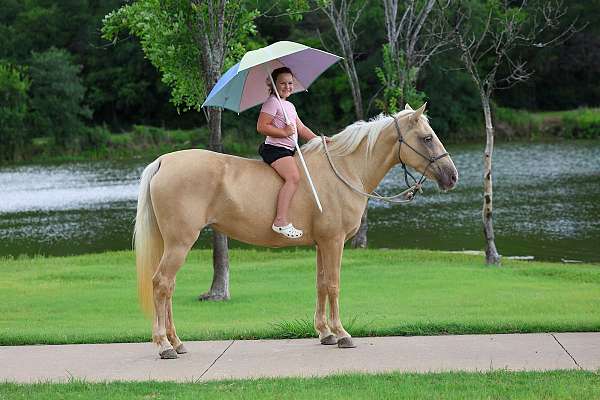 endurance-missouri-fox-trotter-horse