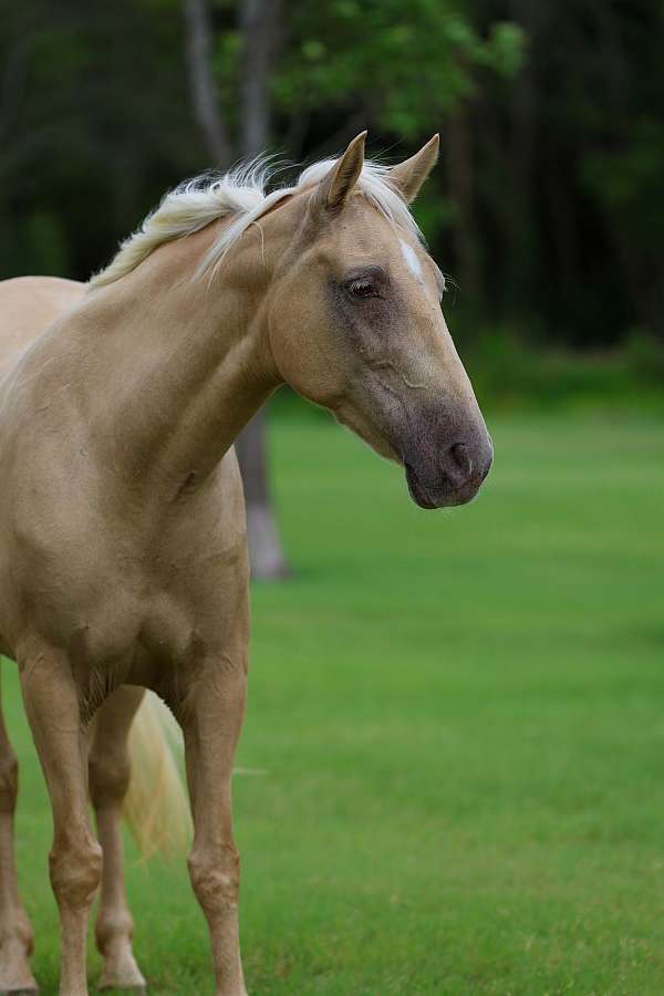 kid-safe-missouri-fox-trotter-horse