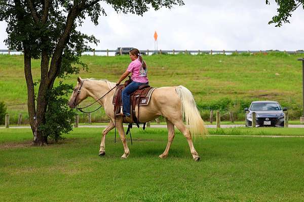experienced-missouri-fox-trotter-horse