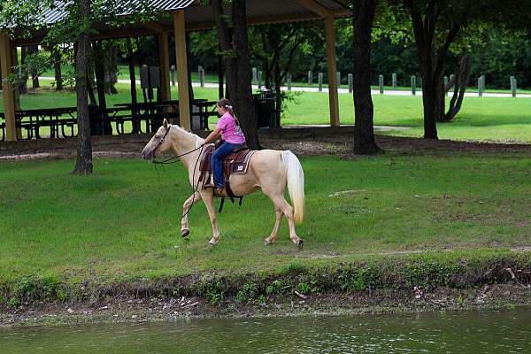 husband-safe-missouri-fox-trotter-horse