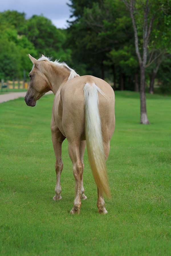 parade-missouri-fox-trotter-horse