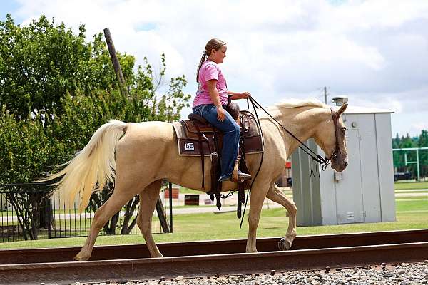 performance-missouri-fox-trotter-horse