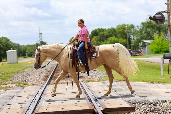 playday-missouri-fox-trotter-horse