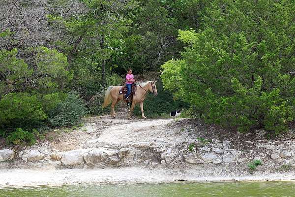 ranch-missouri-fox-trotter-horse