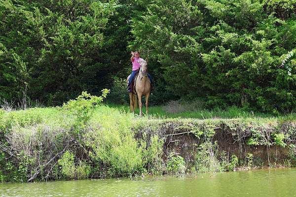 ranch-versatility-missouri-fox-trotter-horse
