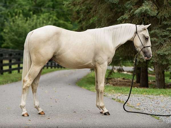 quarter-horse-colt