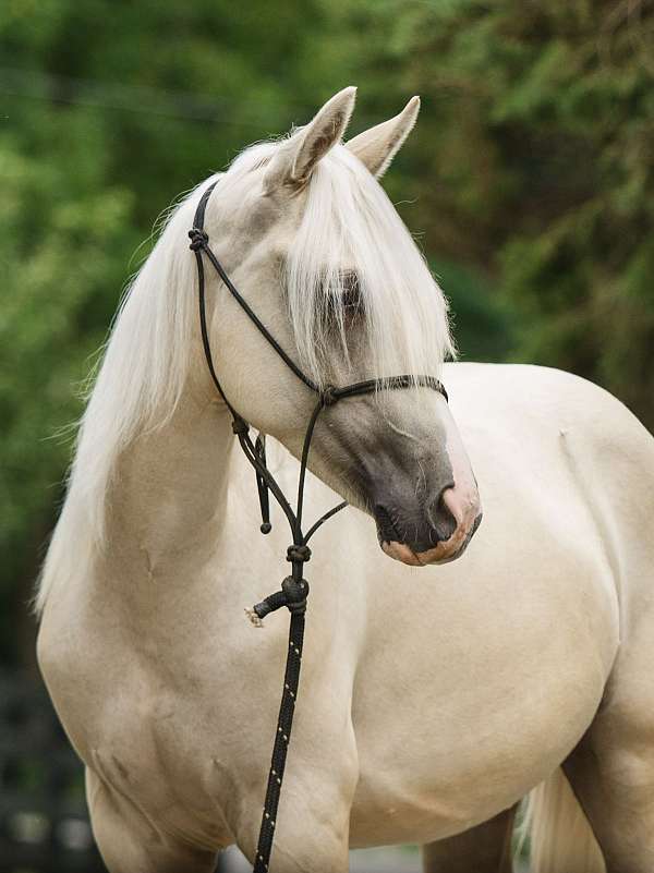quarter-horse-for-sale