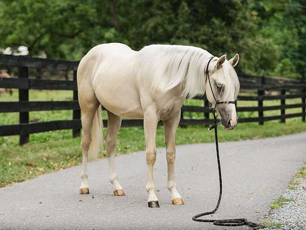 quarter-horse