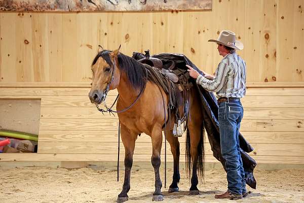 roping-quarter-horse