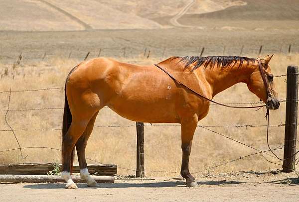 all-around-quarter-horse