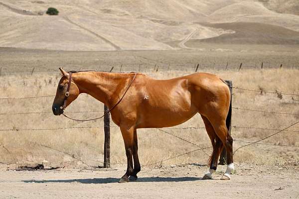 athletic-quarter-horse