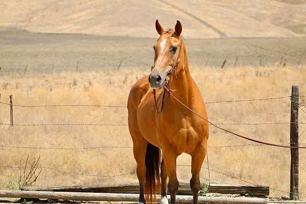 beginner-quarter-horse